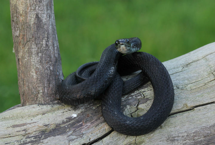 Eastern Garter Snake